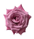 Rose Equat Babbaloo 50 cm x 25