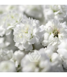 Gypsophile equateur 