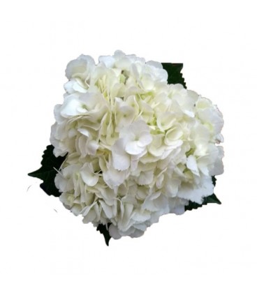 Hortensia Blanc 60 cm Equateur 