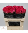 Rose Pink floyd 70 cm