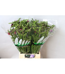 Freesia Double purple King