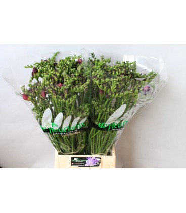 Freesia Double purple King