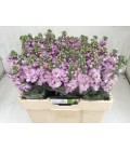 Giroflée Figaro light rose 65 cm