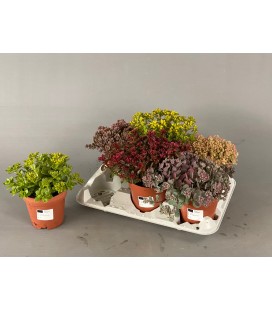 Sempervivum Pot de 12