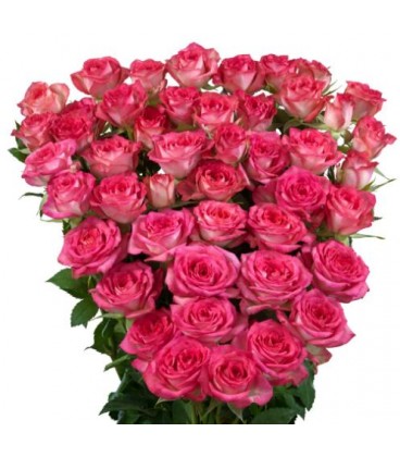 Rose Branchue sweet julia 60 cm