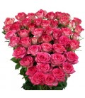 Rose Branchue sweet julia 60 cm