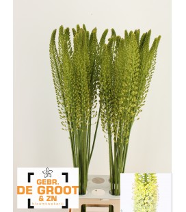 Eremurus White 100 cm