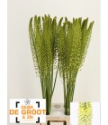 Eremurus White 110 cm