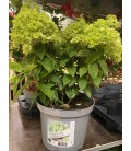 Hydrangea Pan Pandora pot 23 cm