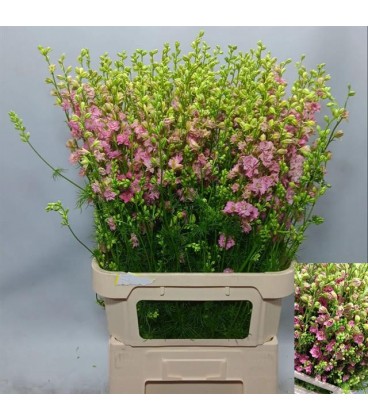 Consolida rose 80cm Pied d'alouette
