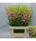 Pied d'alouette Rose 90 cm