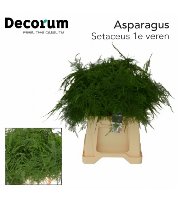 Asparagus sectaceus 45 cm