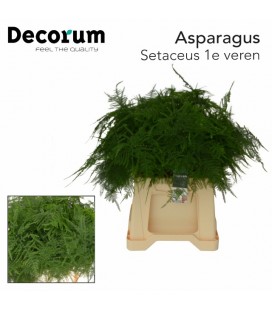 Asparagus sectaceus 45 cm