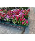 Vinca Pot de 13 FR