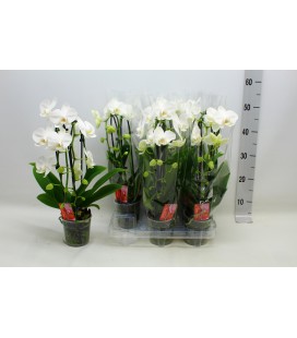Phalaenopsis cascade blanc Ø 12