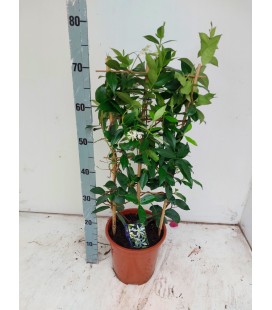 Jasmin Ø 21
