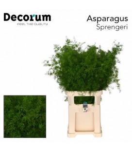 Asparagus Sprengeri 85 cm