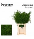Asparagus Sprengeri 85 cm