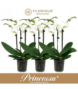 Phalaenopsis Blanc Ø09 35 3b