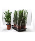 Zamioculcas pot de 17 H 75