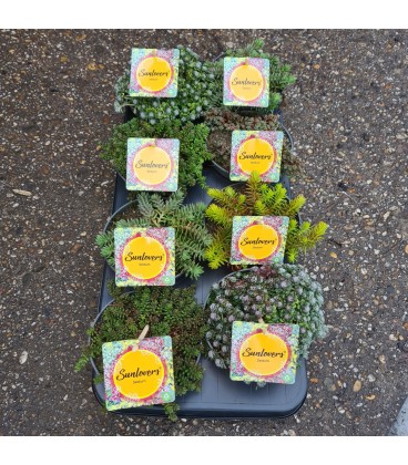 Sedum mix Ø 13 