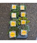 Sedum mix Ø 13 