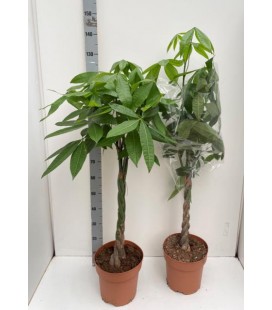 Pachira Aquatica pot de 27 h 160