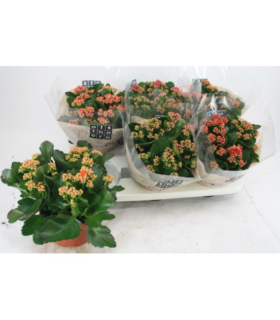 Kalanchoe pot de 15