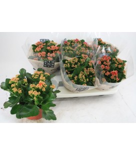 Kalanchoe pot de 15