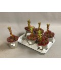 Sempervivum mix Ø12