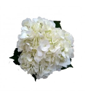 Hortensia blanc 60 cm equateur