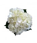 Hortensia blanc 60 cm equateur