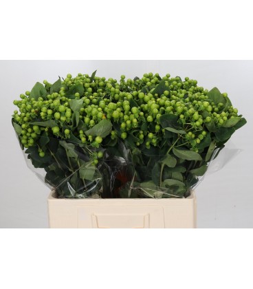 Hypericum Green revival 60 cm
