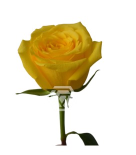 Rose Gold finch equateur 50 cm x 25