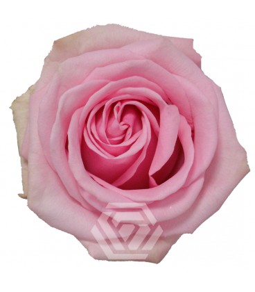 Rose Equateur Sweet cake 50 cm x 25