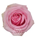 Rose Equateur Sweet cake 50 cm x 25