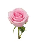 Rose Equateur Sweet cake 50 cm x 25
