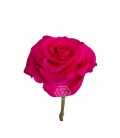 Rose equat Full Monty 50 cm x 25