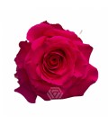 Rose equat Full Monty 50 cm x 25