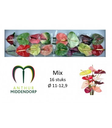 Anthurium Mix par 16 diam 11 cm