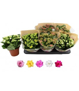 Kalanchoe mix Ø15