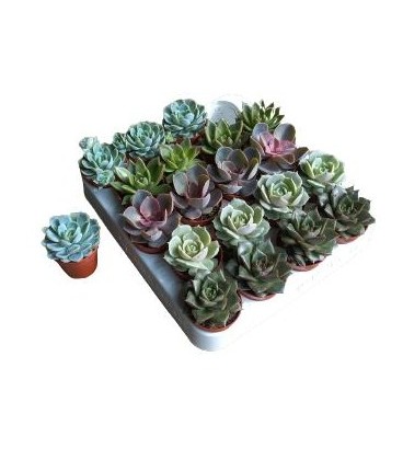 Echeveria pot de 5.5  mix