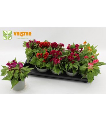 Celosie Twist mix pot de 12