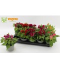 Celosie Twist mix pot de 12