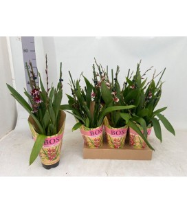 Cambria Barrocco red pot de 12