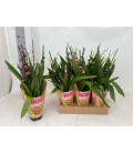 Cambria Barrocco red pot de 12