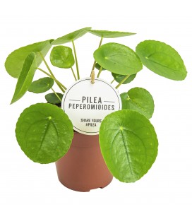 Pilea Ø 13