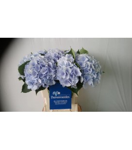 Hortensia Verena bleu 60 cm