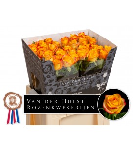 Rose Catalunya 60 cm