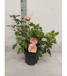 Rosier ov Ø 19h65